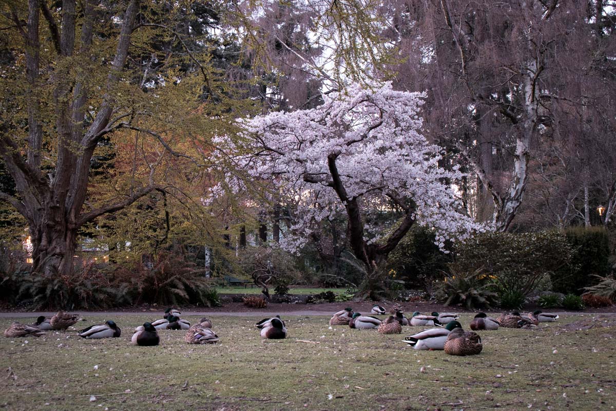 Is Belleville really the 'Cherry Blossom Capital?