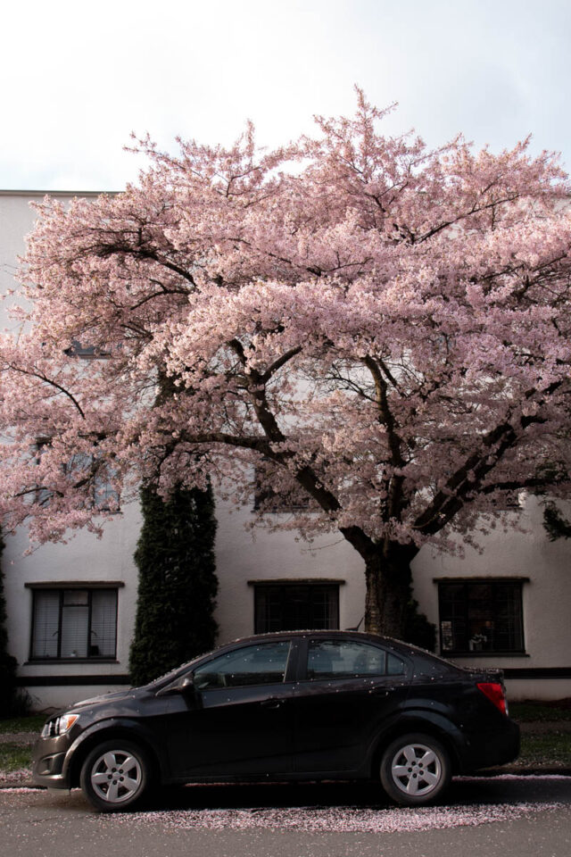 best victoria cherry blossom viewing spot is in Fairfield and rockland neighbourhoods