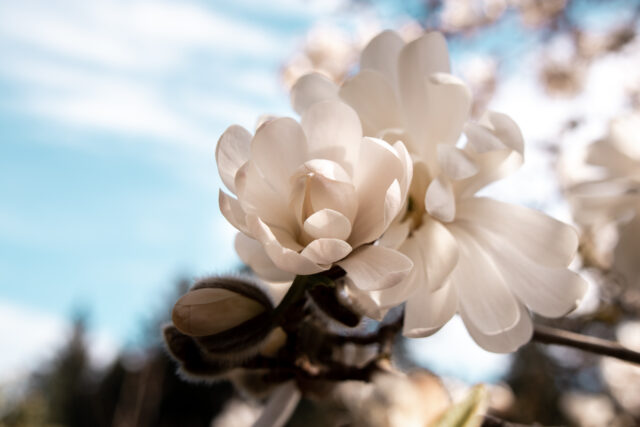 magnolia flower in victoria bc canada