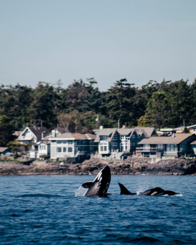 A pod of Orca whales swimming off the shoreline in Victoria