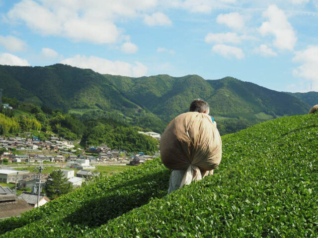 tea field in uji kyoto known for green tea and matcha production