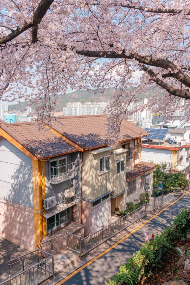 cherry blossoms in busan south korea