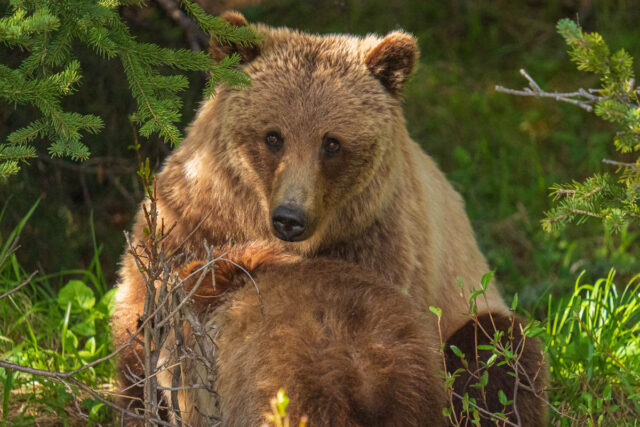 grizzly bear in banff national park