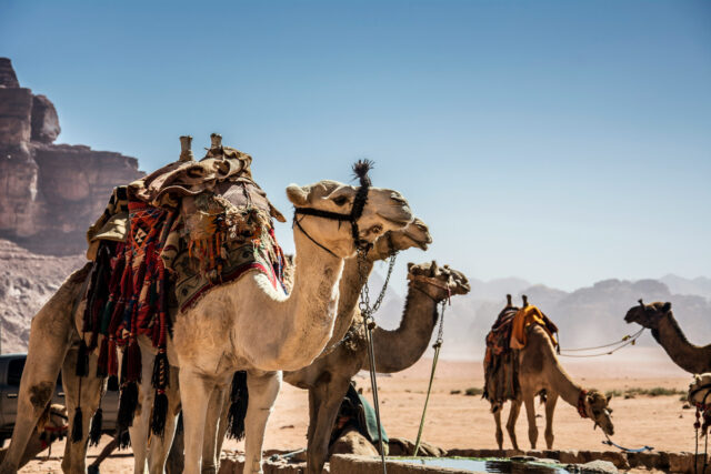 jordan desert camel